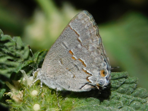 Leda Ministreak