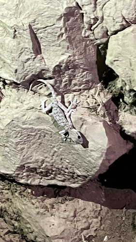 Algerian Fan-fingered Gecko