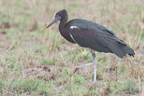 Abdim's Stork
