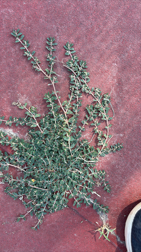 Spotted spurge