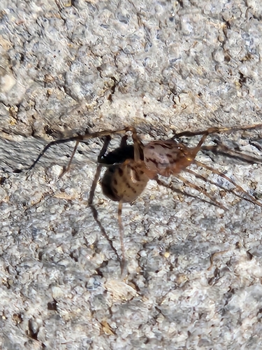 Common Spitting Spider