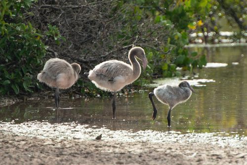 American Flamingo