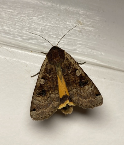 Large Yellow Underwing