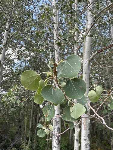 quaking aspen