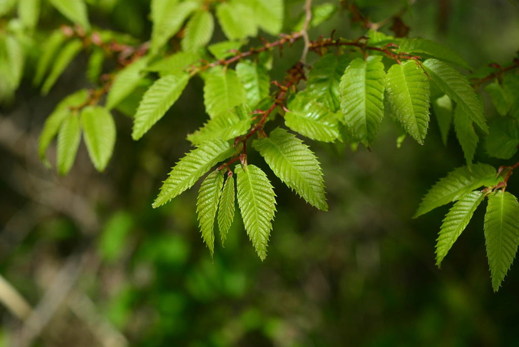 Zelkova serrata — an easy houseplant, prefers full sun light