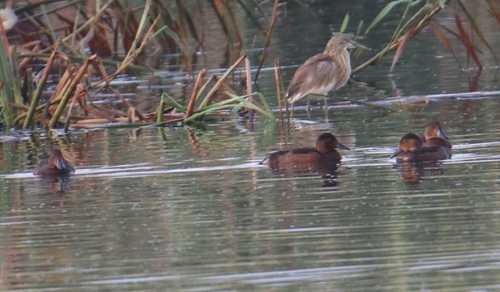 Ferruginous Duck