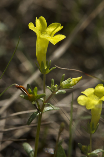 yellow hedgehyssop (Gratiola flava)