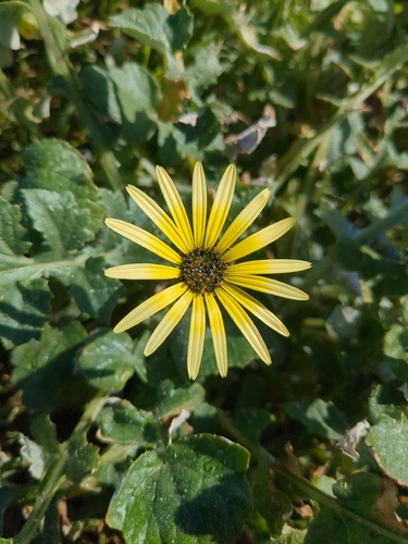 Capeweed