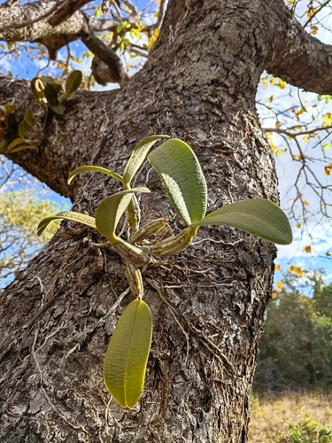 Cattleya nobilior