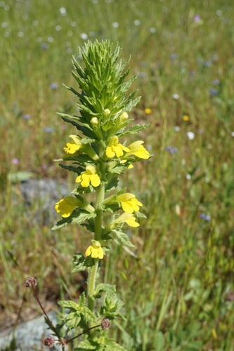 Yellow Glandweed