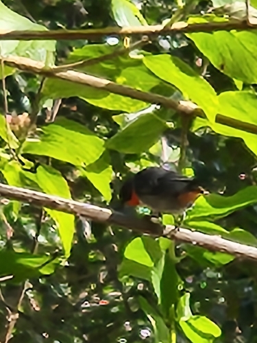 Mistletoebird