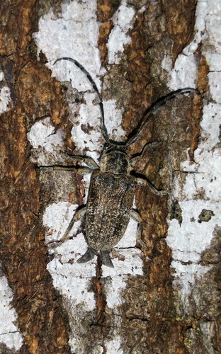 Rhytiphora mista