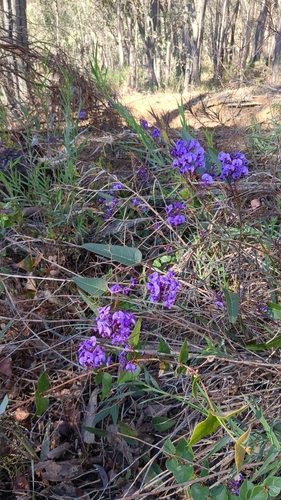 False Sarsaparilla
