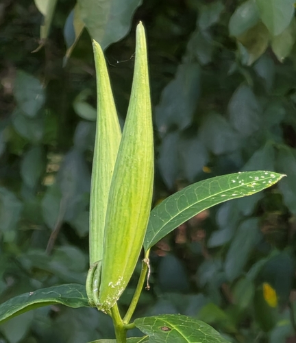 poke milkweed
