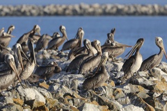 California Brown Pelican