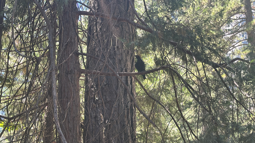 iNaturalist observation photo of Common Raven