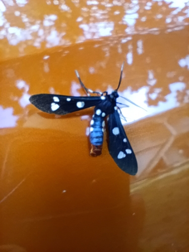 Polka-Dot Wasp Moth