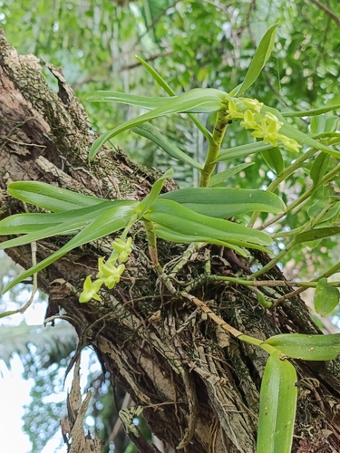 Epidendrum cardiophorum