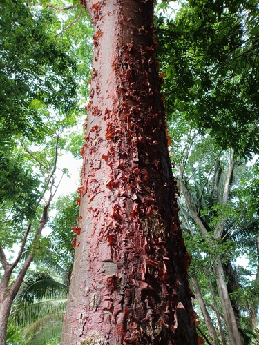 Gumbo Limbo