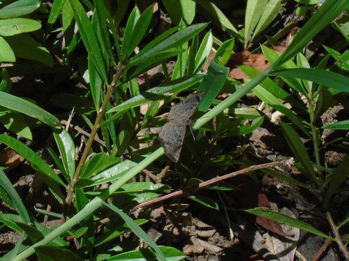 Common Spurwing (Antigonus erosus)