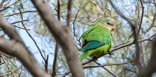 Superb Parrot