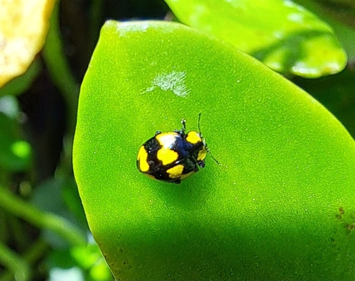 Fungus-eating ladybird