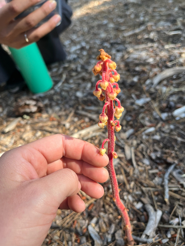 iNaturalist observation photo of woodland pinedrops
