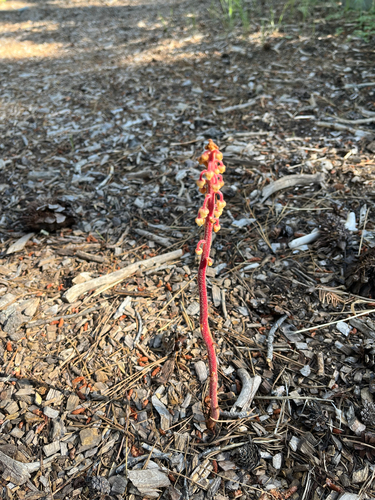 iNaturalist observation photo of woodland pinedrops