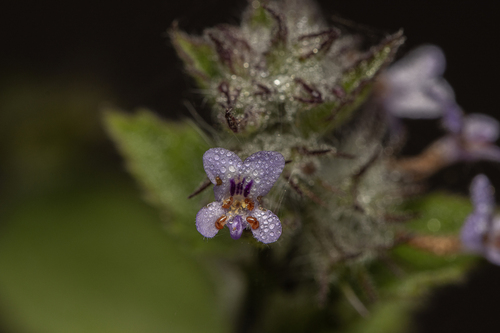 Wide Spikenard