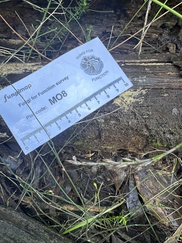 Rhizochaete filamentosa