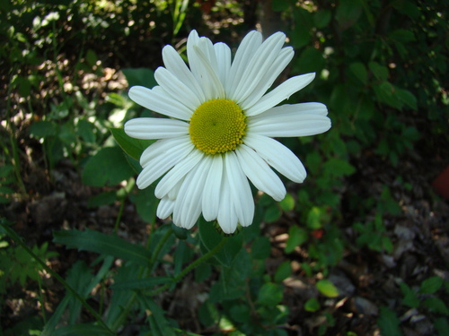 oxeye daisy