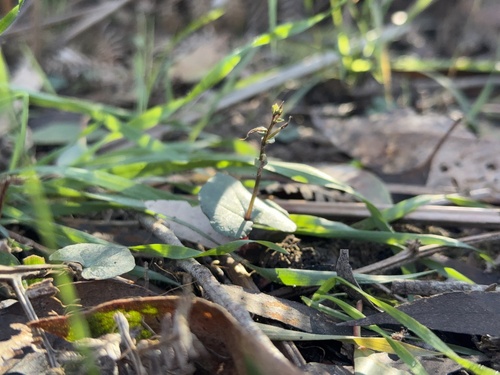small mosquito-orchid