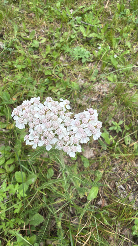 Asian Yarrow