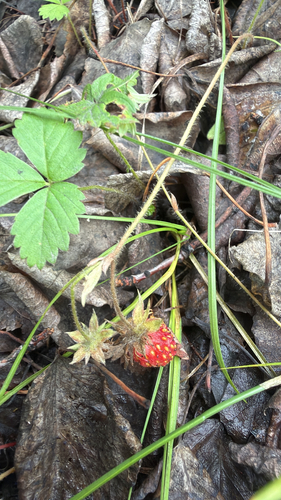 Oriental strawberry