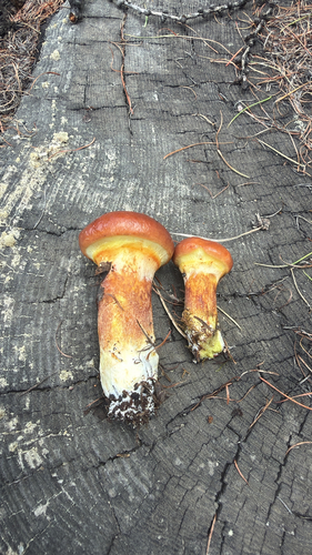 Larch Bolete