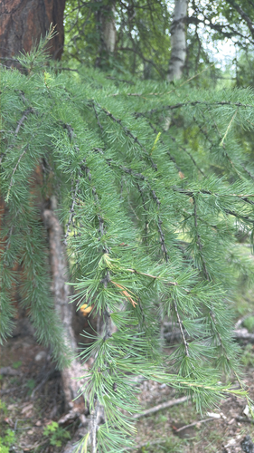 Siberian larch