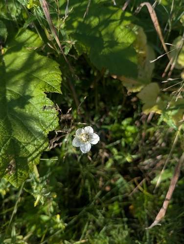 marsh grass-of-Parnassus