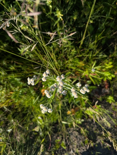 Siberian Yarrow