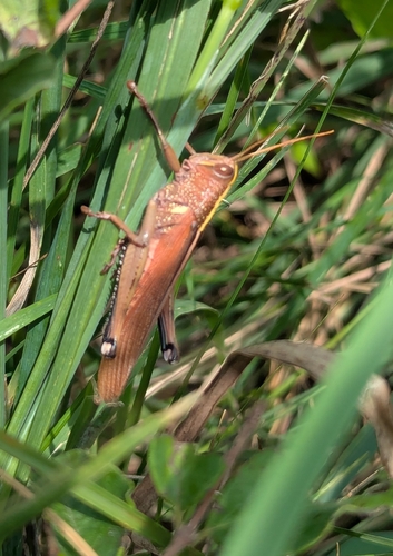 Spotted Bird Grasshopper