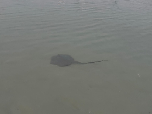 Cowtail Stingray