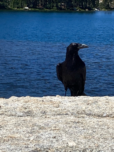 iNaturalist observation photo of Common Raven