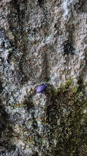 Carabus scabrosus