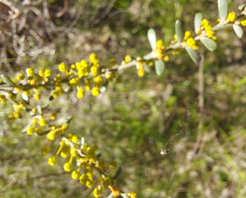 Round-leaf Wattle