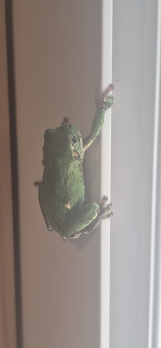 Japanese Tree Frog