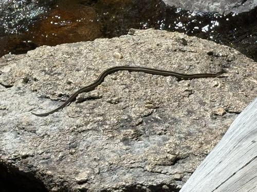 iNaturalist observation photo of Mountain Garter Snake