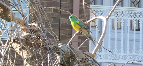 Red-rumped Parrot