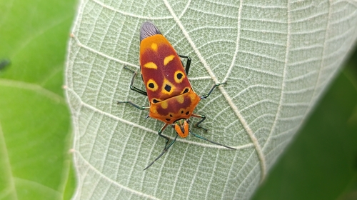 ocellated shield bug