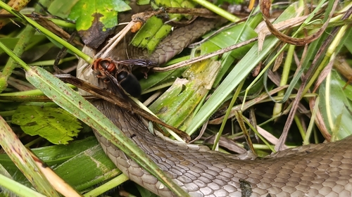 Black-bellied Hornet