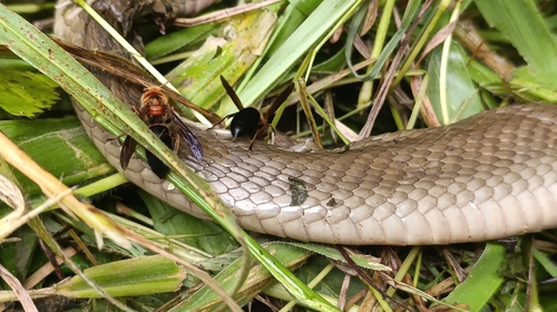 Indochinese Spitting Cobra