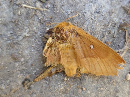 Oak Eggar